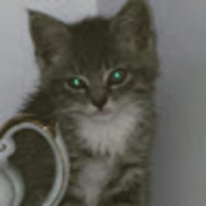 Meet your Posher, Fiona